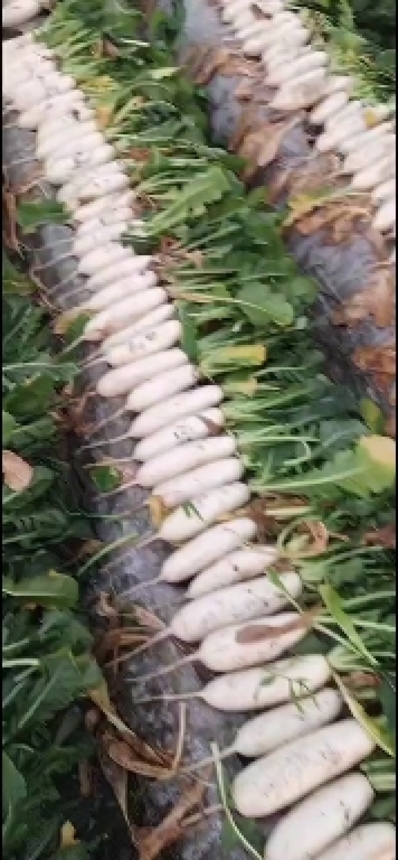 精品白萝卜种植，欢迎选购。。。。。。。。