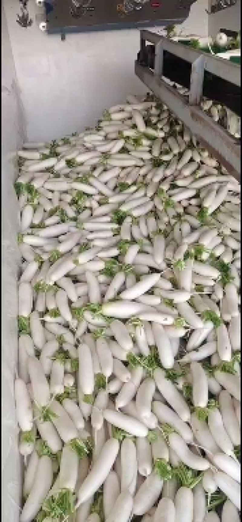 精品白萝卜种植，欢迎选购。。。。。。。。