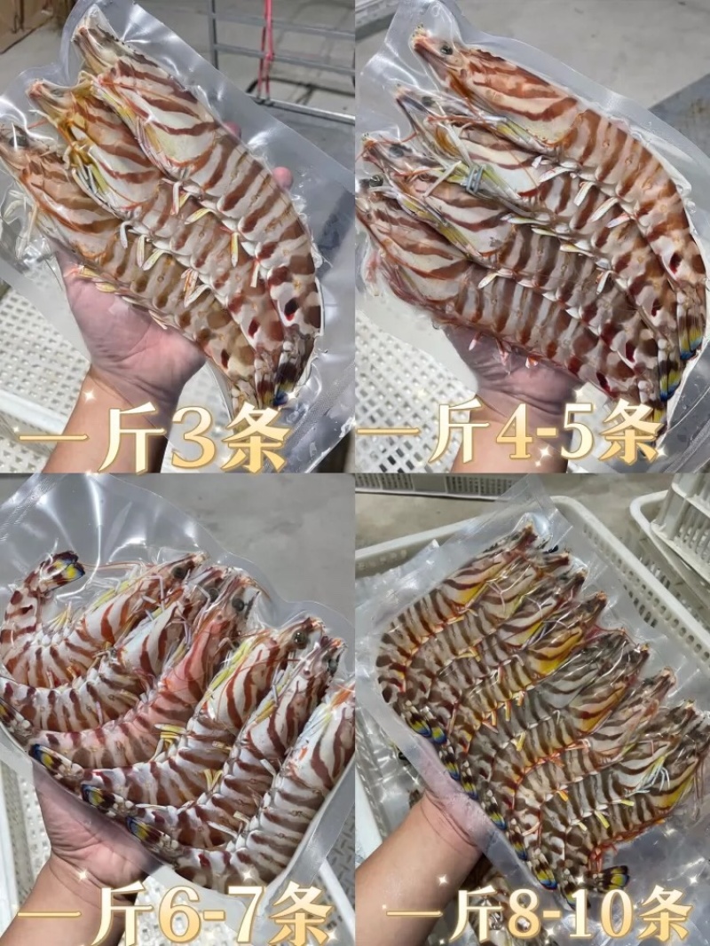 斑节虾麻虾明虾皮皮虾草虾等等各种海虾批发零售供应