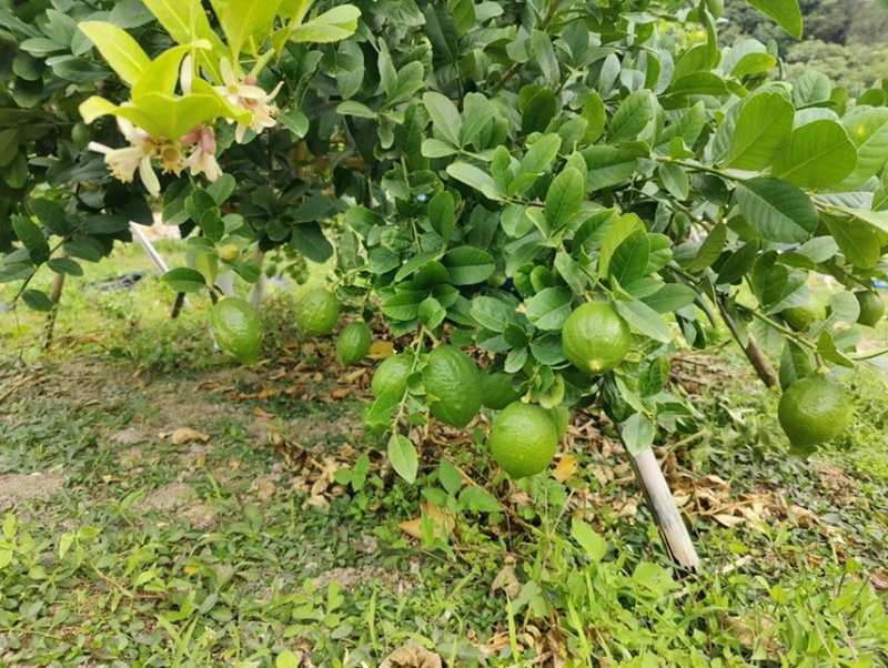 广东香水柠檬一级果