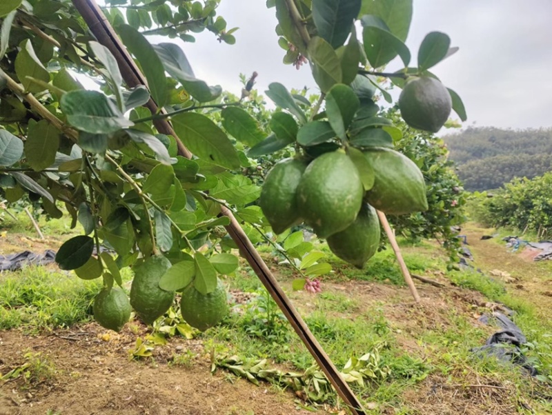 广东香水柠檬一级果