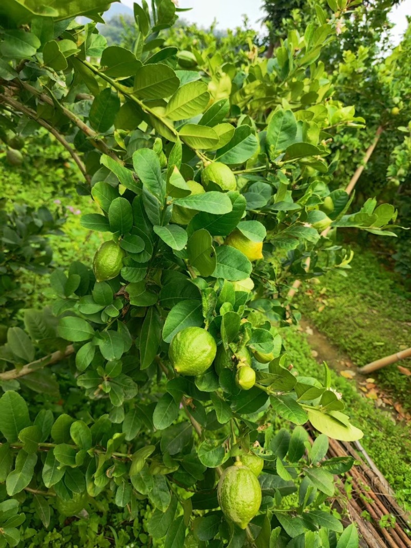 广东香水柠檬一级果