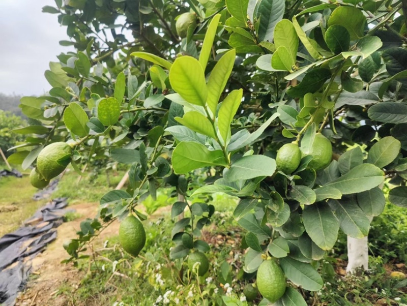 广东香水柠檬一级果