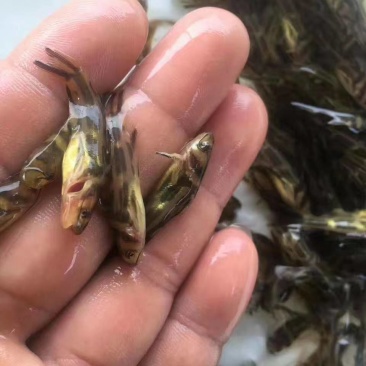 黄骨鱼苗