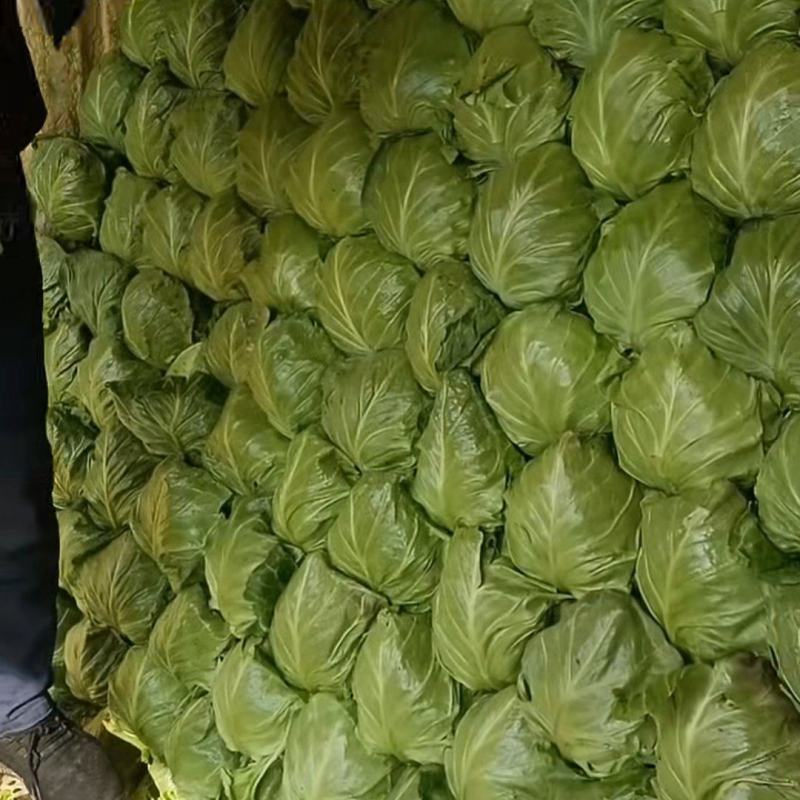 大棚种植优质甘蓝大量上，绿甘蓝新老客户联系，一条龙服务