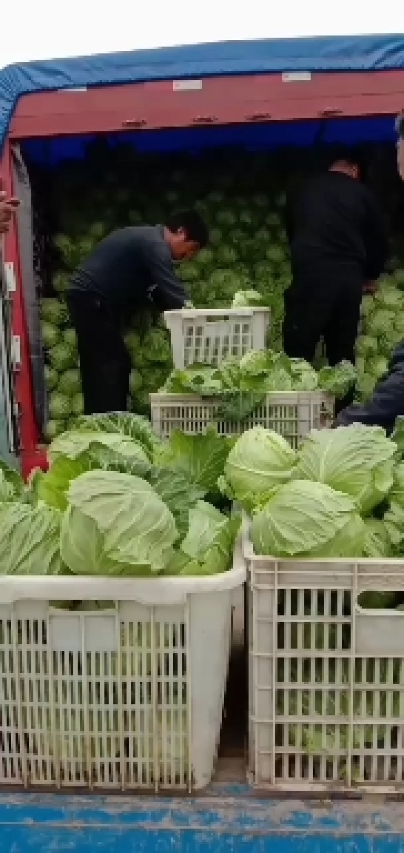 大棚种植优质甘蓝大量上，绿甘蓝新老客户联系，一条龙服务