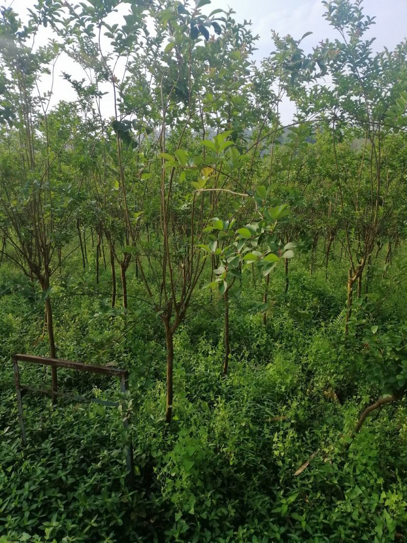 小叶紫薇