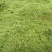 水苔