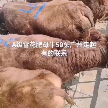 肥牛，活牛，西门塔，雪花肥牛