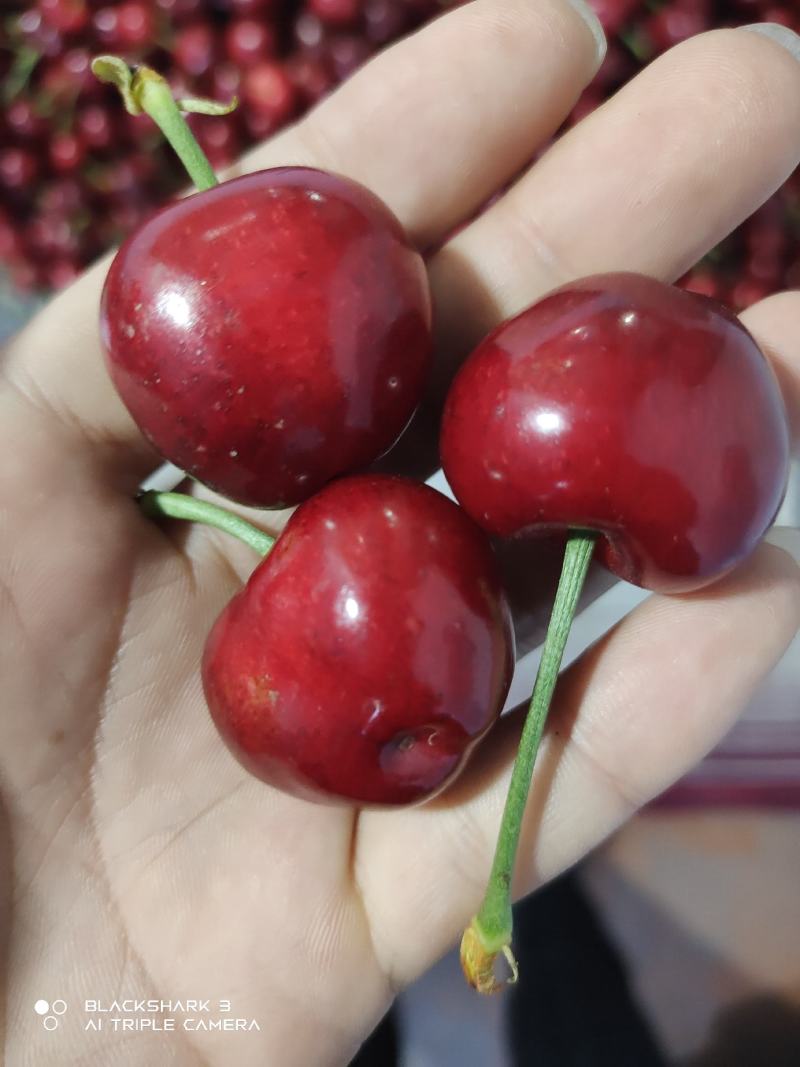 大樱桃樱桃美早先锋红灯产区电商一件代发，批发市场零均可供