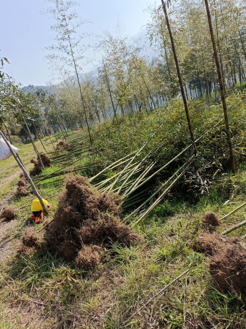 大量供应2-5公分雷竹苗、青皮竹、早园竹