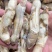 蛏子肉，蛏子王，无沙，开嘴，一斤25个，20个冰，可微冰