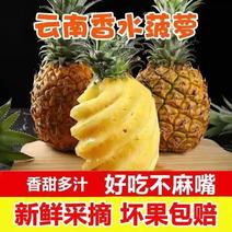 云南香水菠萝一件香水凤梨一件菠萝一件