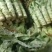 精品莴苣大量供应，各种包装都有，价格便宜，需要的联系