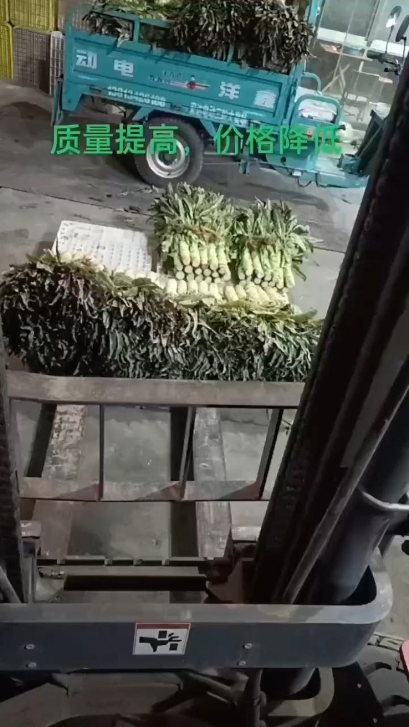 精品莴苣大量供应，各种包装都有，价格便宜，需要的联系