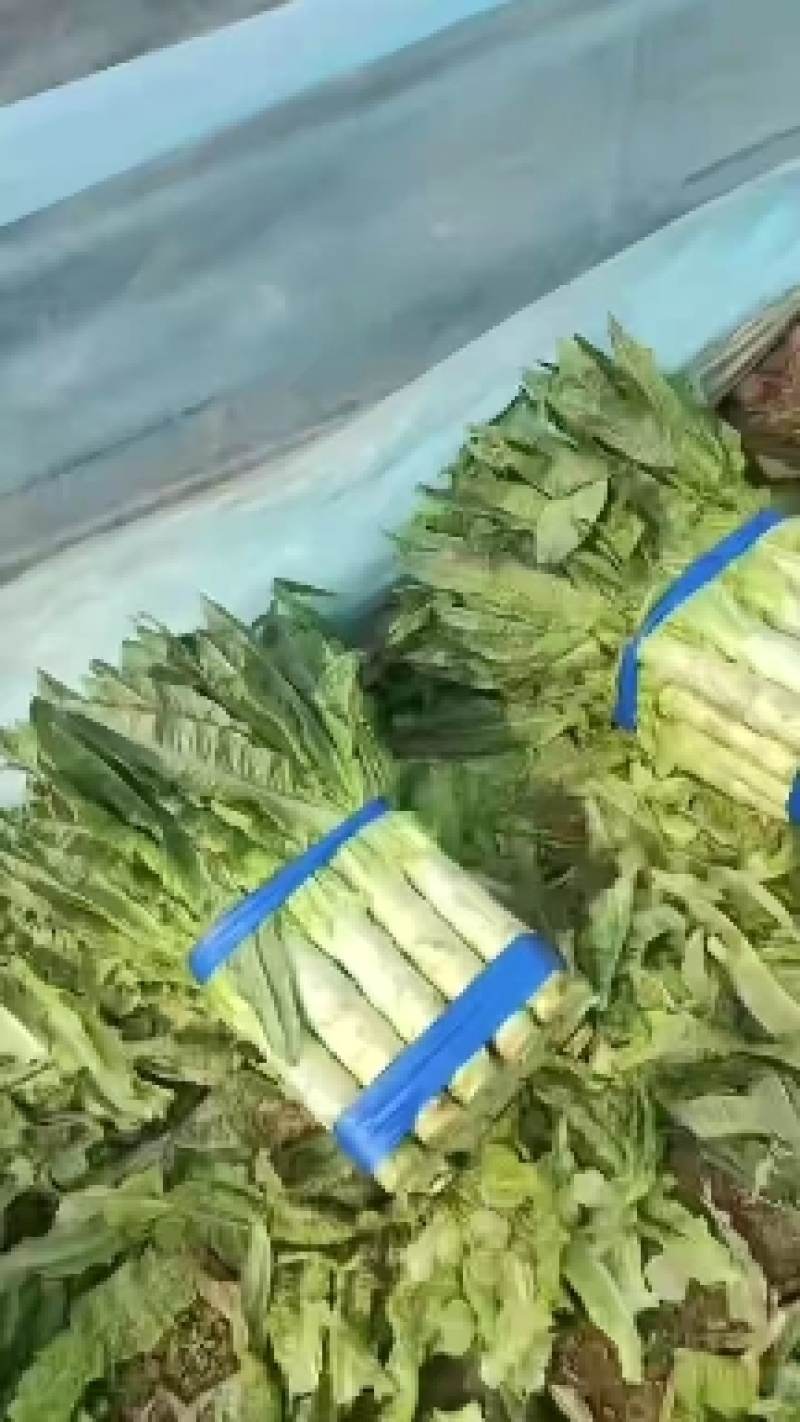 精品莴苣大量供应，各种包装都有，价格便宜，需要的联系