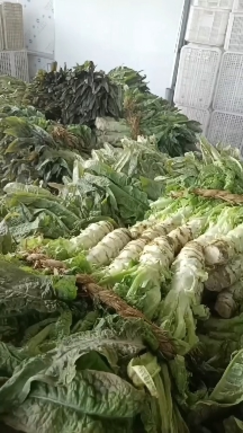 精品莴苣大量供应，各种包装都有，价格便宜，需要的联系