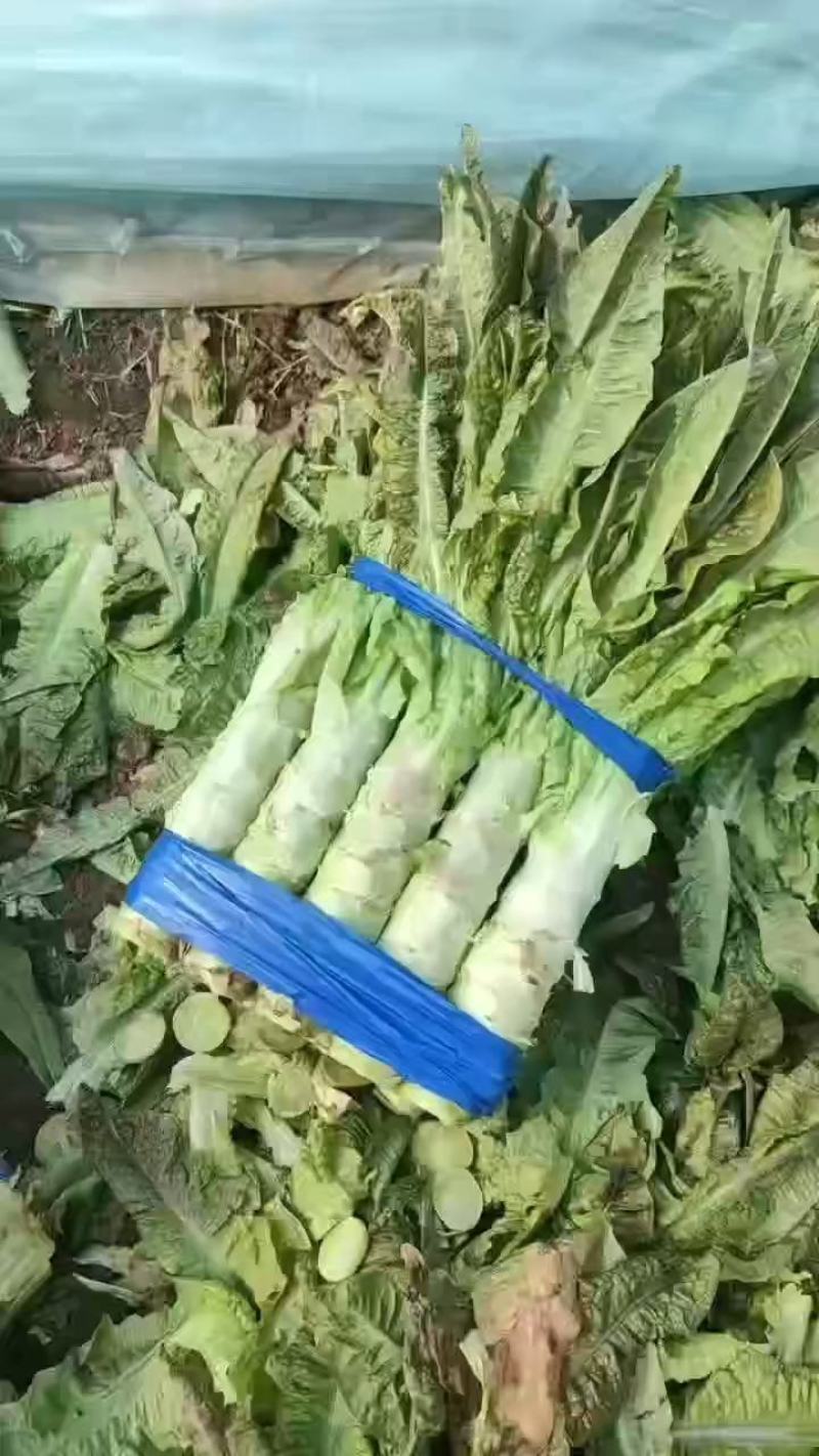 精品莴苣大量供应，各种包装都有，价格便宜，需要的联系