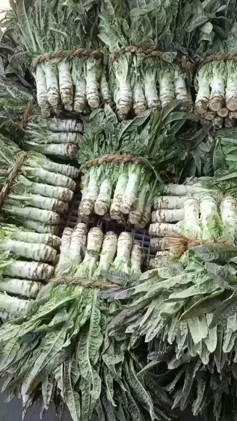 精品莴苣大量供应，各种包装都有，价格便宜，需要的联系
