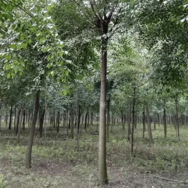 丝棉木
