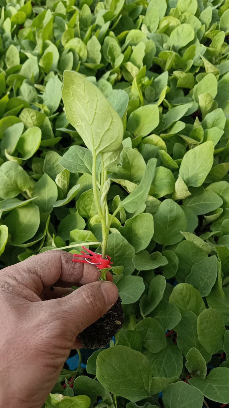 [优选]河北衡水茄子苗圆茄种苗硕圆嫁接苗