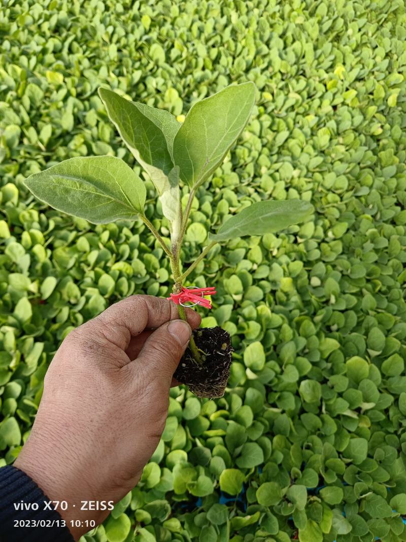 [优选]河北衡水茄子苗圆茄种苗硕圆嫁接苗