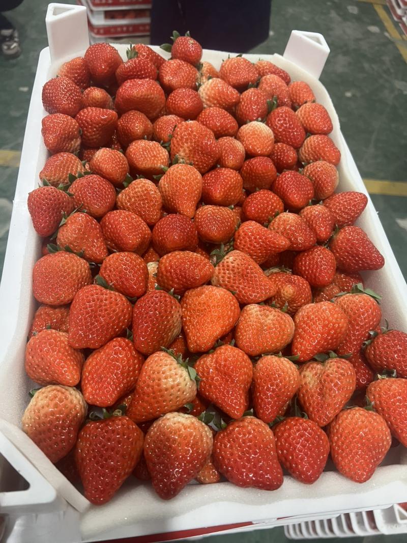 长丰红颜草莓，专业收板货，高角框货，打货，调货，联系我