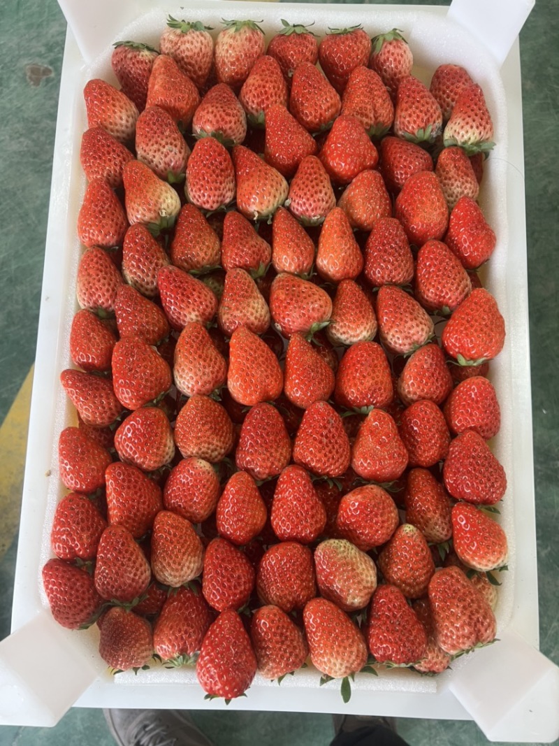 长丰红颜草莓，专业收板货，高角框货，打货，调货，联系我