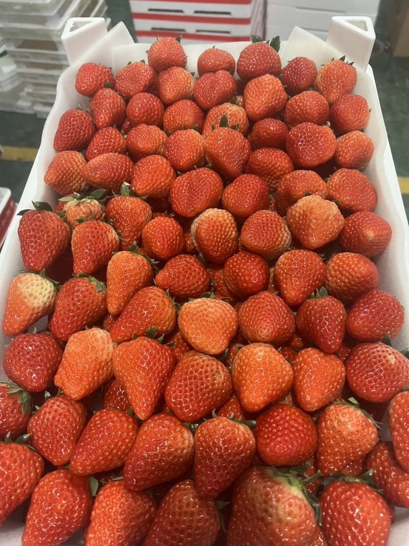 长丰红颜草莓，专业收板货，高角框货，打货，调货，联系我