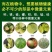 中微量元素水溶肥冲施肥钙镁硼锌铁生根壮苗叶片浓绿