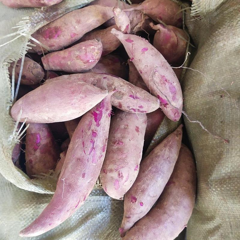 紫薯黑薯山东紫薯软糯香甜大量供货新鲜上市