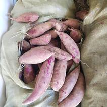 紫薯黑薯山东紫薯软糯香甜大量供货新鲜上市