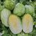蛋黄春宝黄心白菜种子抗病耐热耐抽苔50天成熟4斤左右春种