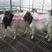 四川种羊品质保证诚信经营自家大型养殖场视频1对1看货