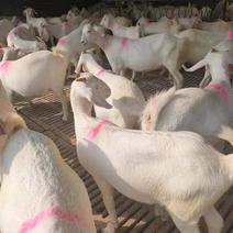 河南种羊品质保证诚信经营自家养殖场视频1对1