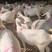 河南种羊品质保证诚信经营自家养殖场视频1对1看货
