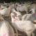 河南种羊品质保证诚信经营自家养殖场视频1对1看货