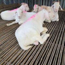 江苏种羊品质保证诚信经营自家养殖场欢迎1对1视频