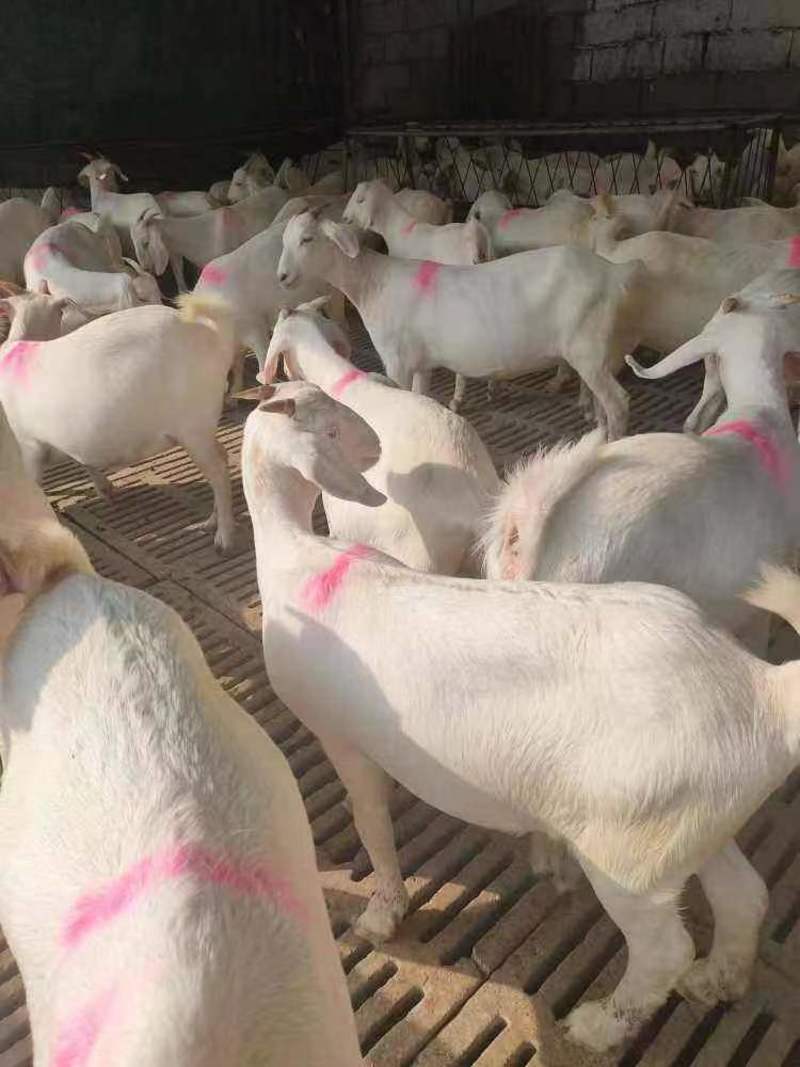 江苏种羊品质保证诚信经营自家养殖场欢迎1对1视频看货