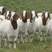 湖北种羊品质保证诚信经营自家养殖场欢迎1对1看货
