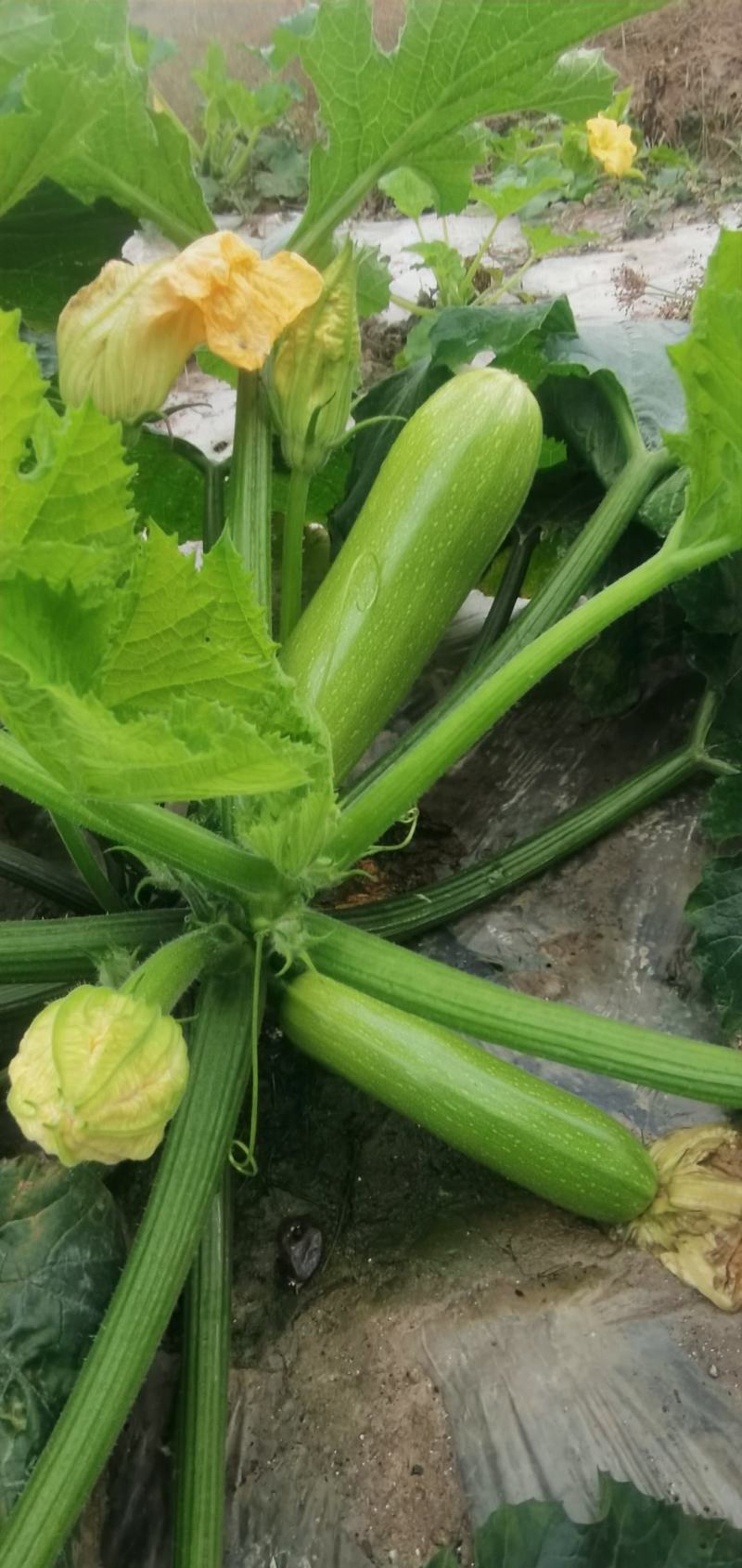 耐热西葫芦种子越夏热火耐高温抗病毒翠绿色早春越夏越冬