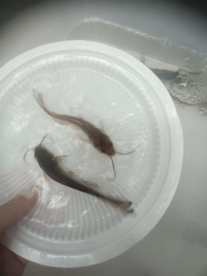 叉尾鱼苗，杂交良种快大好养场地直销零售