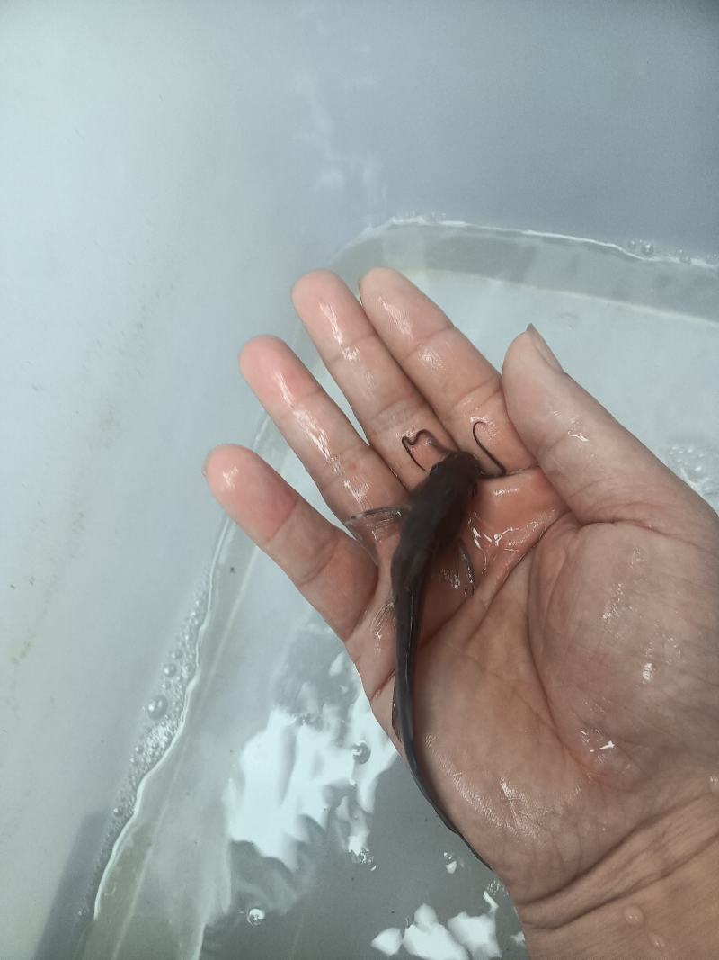 叉尾鱼苗，杂交良种快大好养场地直销零售