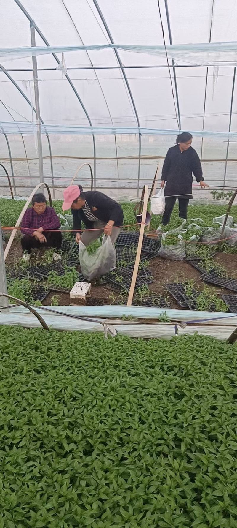 温室大棚培养苗单生朝天椒，包回收，技术指导，接受预订！