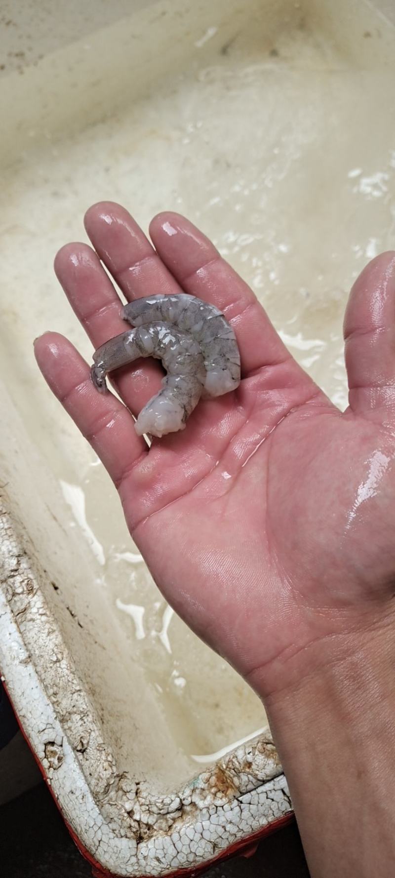 广西原浆虾仁量大质优价格优惠欢迎电话洽谈