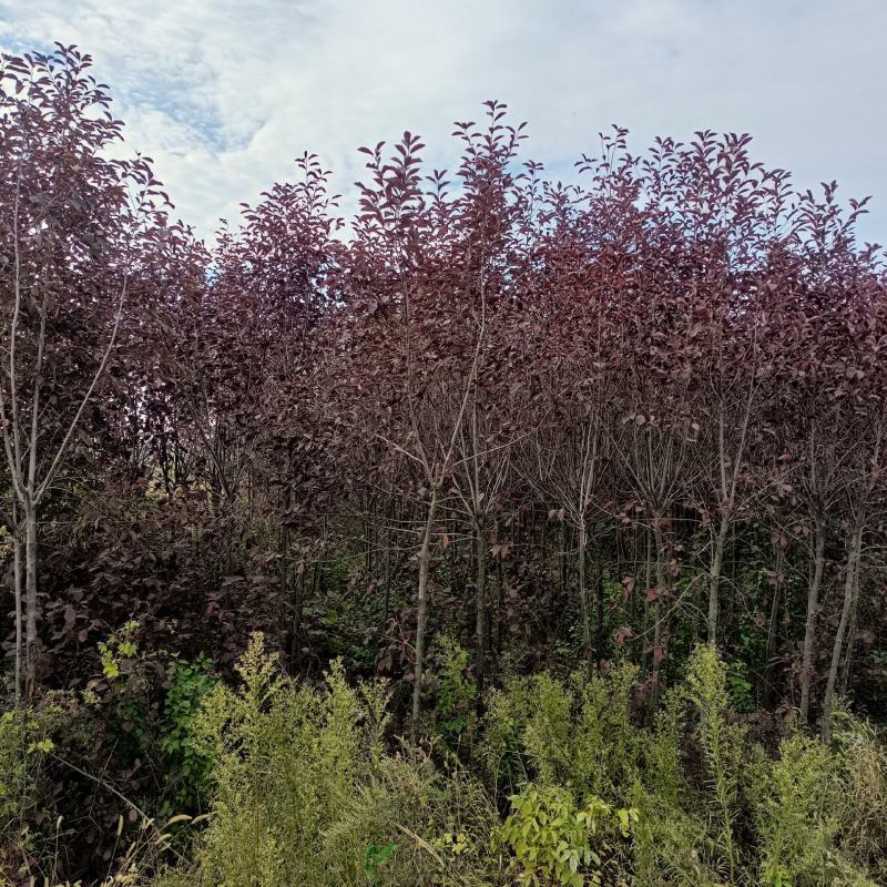 3的紫叶稠李