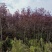 3的紫叶稠李