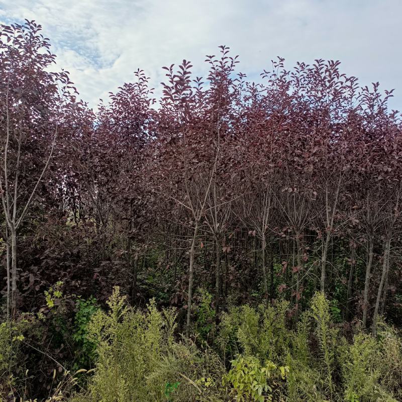 3的紫叶稠李