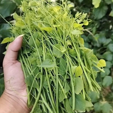 赤苍藤菜龙须菜，姑娘菜