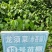 赤苍藤菜龙须菜，姑娘菜